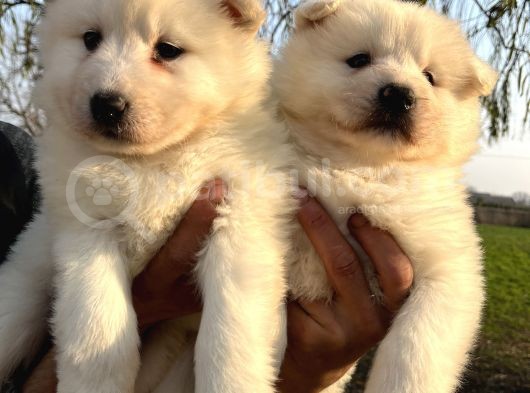 Irk Ve Sağlık Garantili Samoyed Yavrularımız