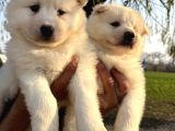 Irk Ve Sağlık Garantili Samoyed Yavrularımız