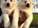 Irk Ve Sağlık Garantili Samoyed Yavrularımız
