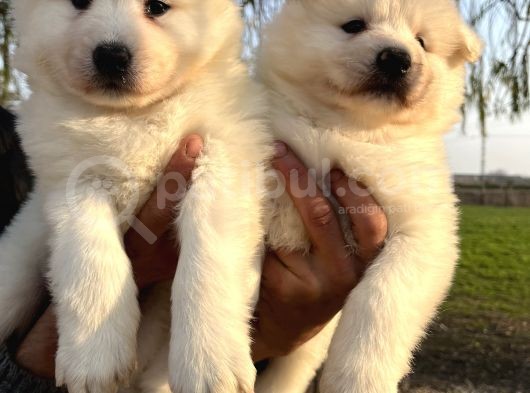 Irk Ve Sağlık Garantili Samoyed Yavrularımız görsel