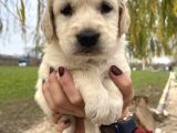 Baby Face Golden Bebekler