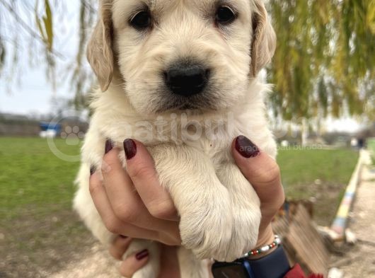 Baby Face Golden Bebekler