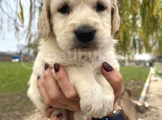 Baby Face Golden Bebekler görsel