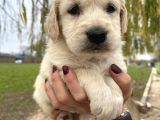 Baby Face Golden Bebekler