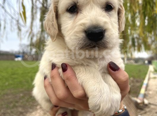 Baby Face Golden Bebekler görsel