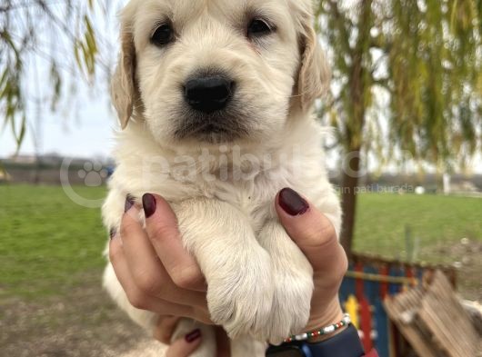 Baby Face Golden Bebekler görsel