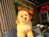 Orjinal Wc Eğitimli Toy Poodle