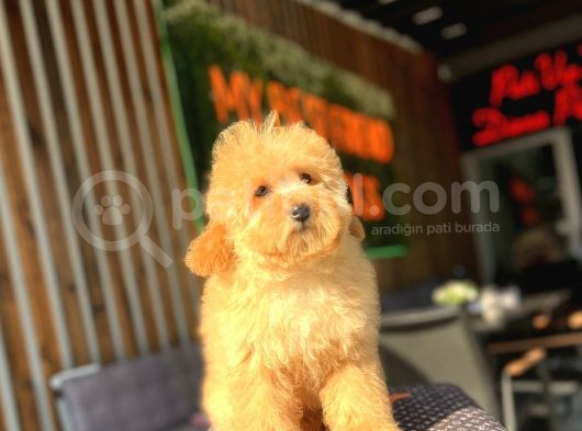 Orjinal Wc Eğitimli Toy Poodle görsel