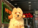 Orjinal Wc Eğitimli Toy Poodle