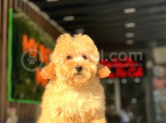 Orjinal Wc Eğitimli Toy Poodle görsel