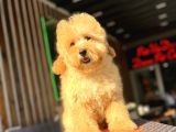 Orjinal wc Eğitimli Toy poodle