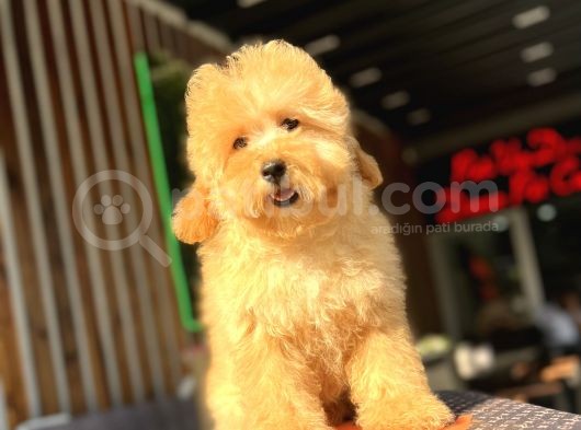 Orjinal Wc Eğitimli Toy Poodle