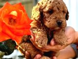 Toy Poodle Yavrularımız Ruhsatlı Çiftliğimizden