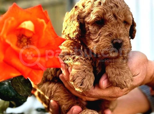 Toy Poodle Yavrularımız Ruhsatlı Çiftliğimizden görsel