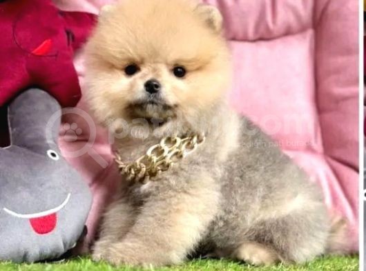 Aşkların En Güzeli Pomeranian Yavrular
