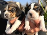 Elizabeth Beagle Yavrularımız
