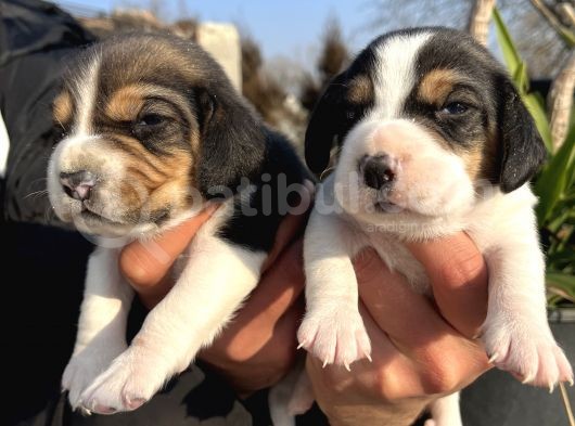 Elizabeth Beagle Yavrularımız görsel