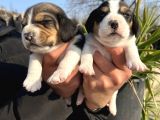 Elizabeth Beagle Yavrularımız
