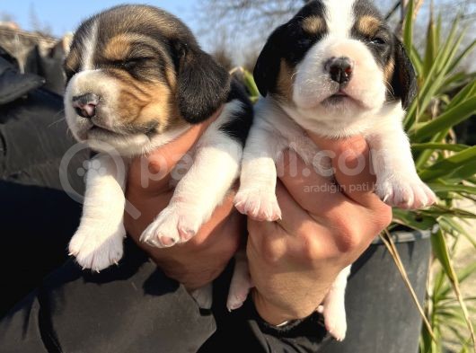 Elizabeth Beagle Yavrularımız görsel
