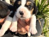 Elizabeth Beagle Yavrularımız