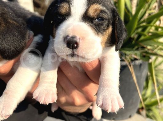 Elizabeth Beagle Yavrularımız görsel