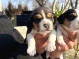 Elizabeth Beagle Yavrularımız