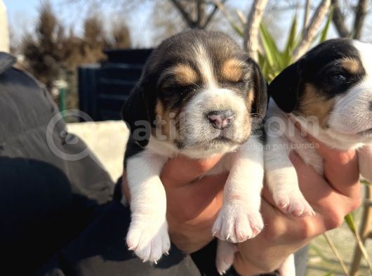 Elizabeth Beagle Yavrularımız görsel
