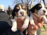 Elizabeth Beagle yavrularımız