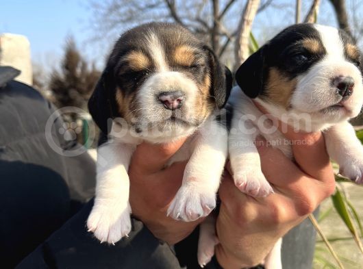 Elizabeth Beagle Yavrularımız