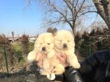 Ayı Surat Chow Chow Yavrularımız