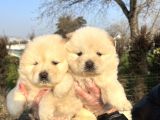 Ayı Surat Chow Chow Yavrularımız