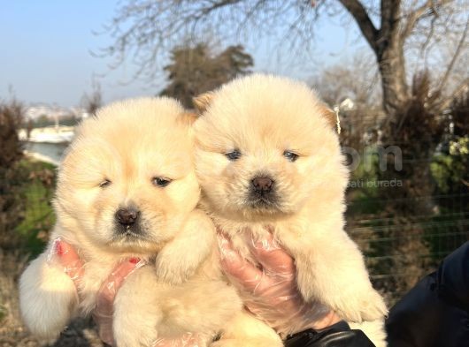 Ayı Surat Chow Chow Yavrularımız görsel