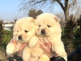Ayı Surat Chow Chow Yavrularımız