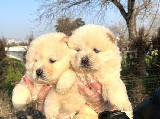 Ayı Surat Chow Chow Yavrularımız görsel