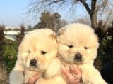 Ayı Surat Chow Chow yavrularımız