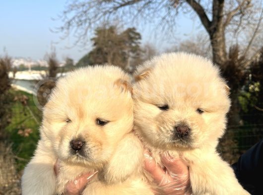 Ayı Surat Chow Chow Yavrularımız