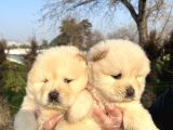 Ayı Surat Chow Chow Yavrularımız