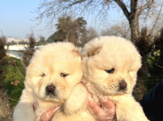 Ayı Surat Chow Chow Yavrularımız görsel