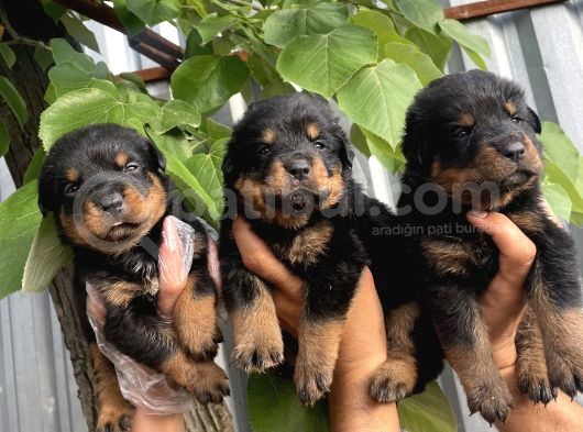 Macar Rottweiler Yavrularımız