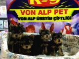 EFSANE YORKSHIRE TERRIER YAVRULAR SAF IRK GARANTILI VONALP PET AYRICALIGIYLA