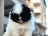 Secereli A Kalite Pomerian Dünyası