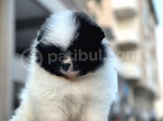 Secereli A Kalite Pomerian Dünyası görsel