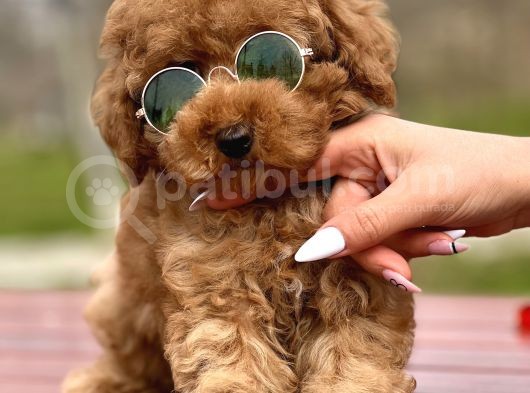 Birbirinden Güzel Toy Poodle Yavrularımız
