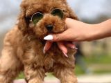 Birbirinden Güzel Toy Poodle Yavrularımız