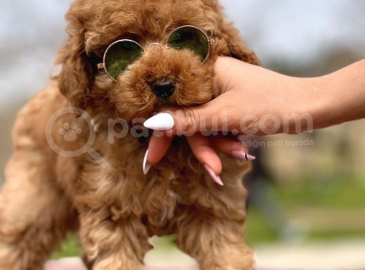 Birbirinden Güzel Toy Poodle Yavrularımız görsel
