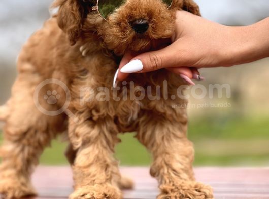 Birbirinden Güzel Toy Poodle Yavrularımız görsel