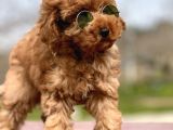 Birbirinden Güzel Toy Poodle Yavrularımız