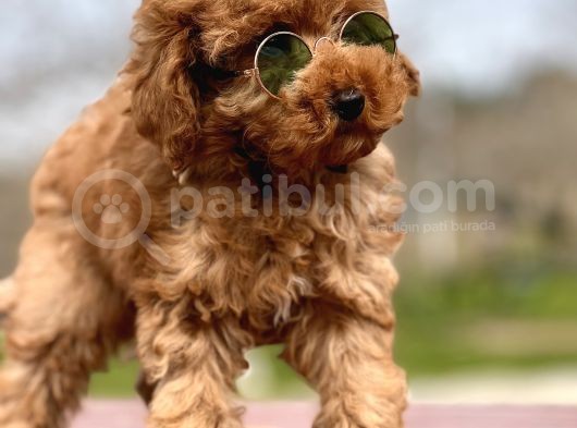 Birbirinden Güzel Toy Poodle Yavrularımız görsel