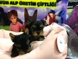 SAF IRK YORKSHIRE TERRIER BEBEKLER  VONALP PET GARANTISIYLE