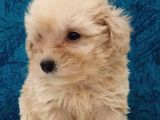 Muhteşem Maltipoo Prensesler